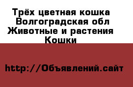 Трёх цветная кошка - Волгоградская обл. Животные и растения » Кошки   